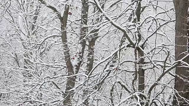 极端天气-简要:下雪视频素材