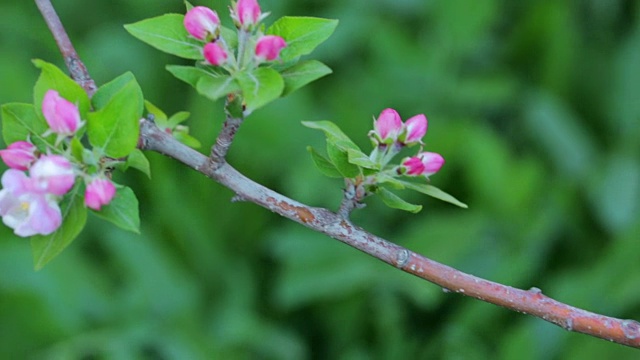 苹果树开花视频素材