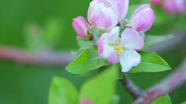 苹果树开花视频素材