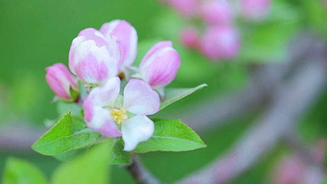 苹果树开花视频素材