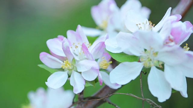 苹果树开花视频素材