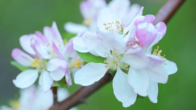 苹果树开花视频素材