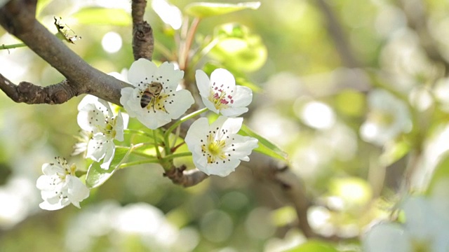 苹果树花的传粉视频素材