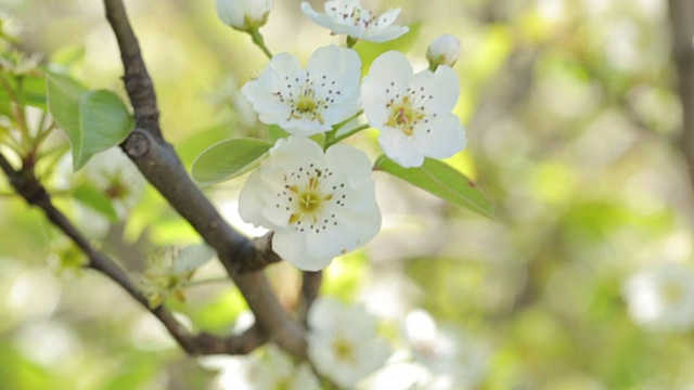 苹果树开花视频素材