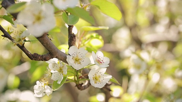 苹果树开花视频素材