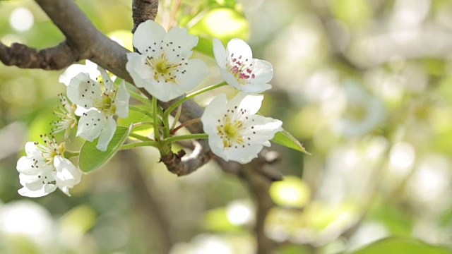 苹果树开花视频素材