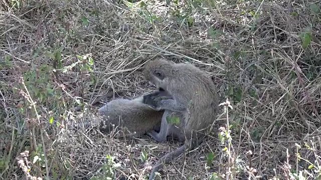 坦桑尼亚Ngorongo火山口附近长尾猴的视频。视频素材