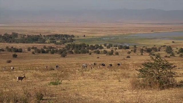 坦桑尼亚恩戈罗戈罗火山口的视频。视频素材