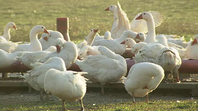 weidegan -放养的鹅喝水和修剪自己视频素材