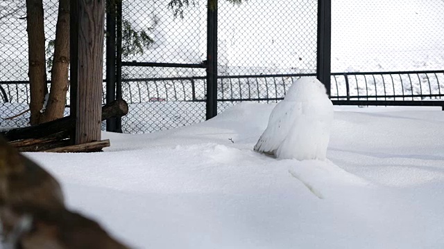 白色猫头鹰雪视频素材