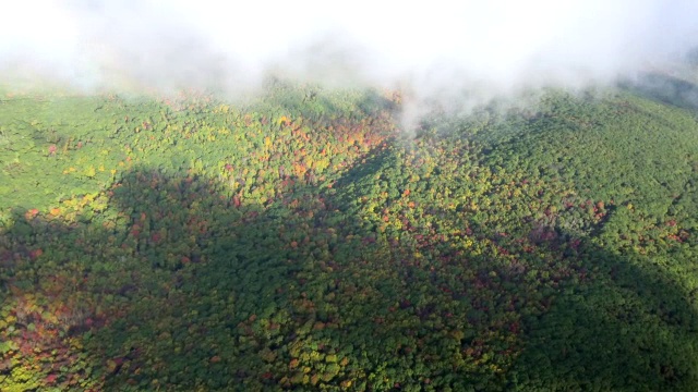 WS AERIAL POV树木区域视图，云在前景移动视频下载