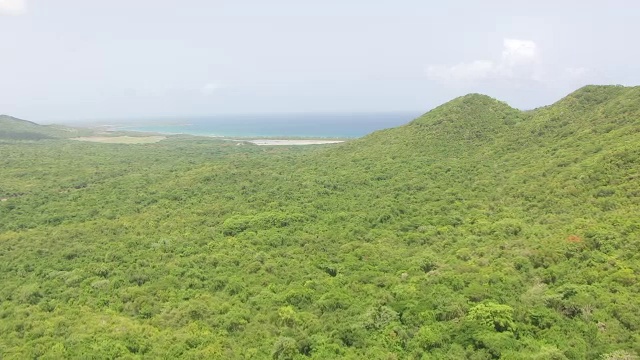 美国波多黎各别克斯岛海湾附近的山坡上的绿树视频素材