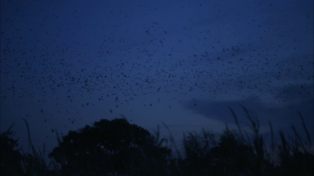 黄昏时分，英国诺福克，白嘴鸦(Corvus frugilegus)盘旋着进入巢穴视频素材