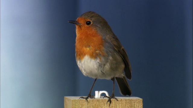 罗宾(rubecula)在篱笆柱上，苏格兰，英国视频素材