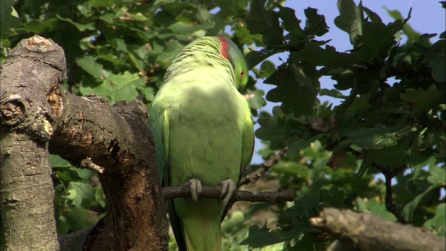 环颈长尾小鹦鹉(Psittacula krameri)在灌木丛公园的树上用嘴梳理，英国伦敦视频素材