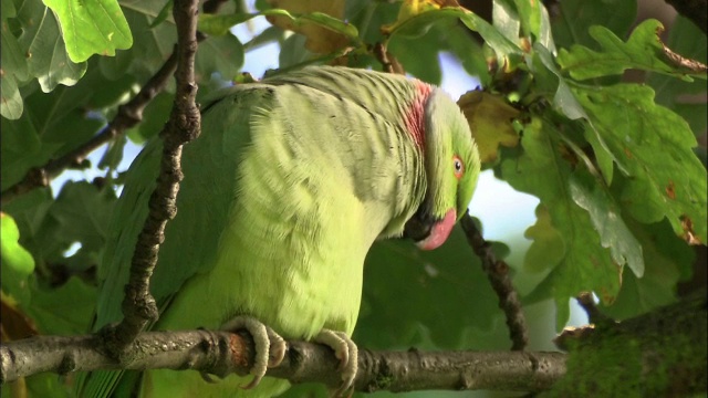 环颈长尾小鹦鹉(Psittacula krameri)在橡树，灌木丛公园，英国伦敦视频素材