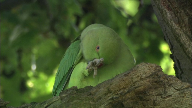 环颈长尾小鹦鹉(Psittacula krameri)在灌木丛公园的树上用嘴梳理，英国伦敦视频素材