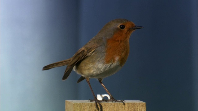 英国苏格兰，罗宾(rubecula Erithacus)从篱笆柱上起飞视频素材