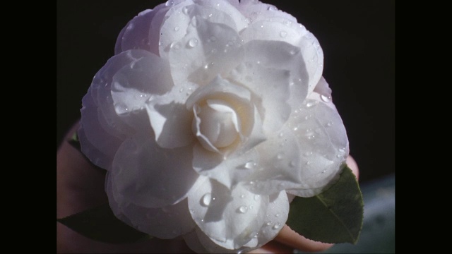CU白色山茶花手/美国视频素材画面1