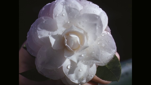CU白色山茶花手/美国视频素材画面2