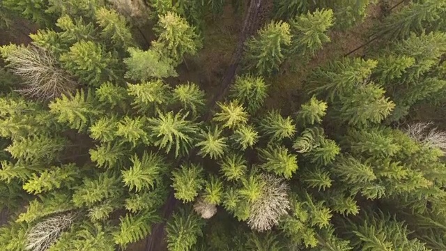 鸟瞰图:会飞的鸟视频素材