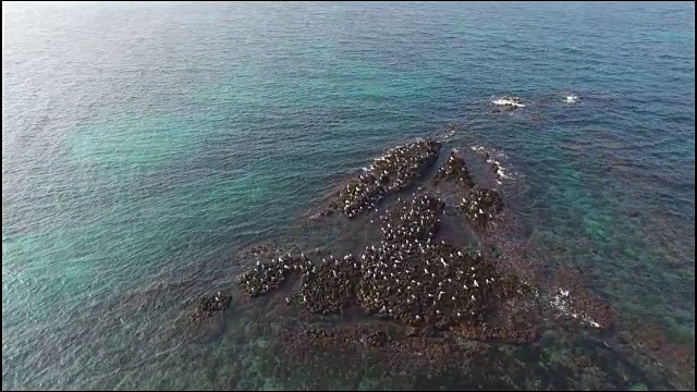 鸟瞰济州岛的海景和海鸥坐在巨石上视频素材