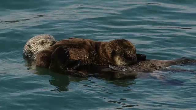 海獭，幼崽，莫罗湾视频下载