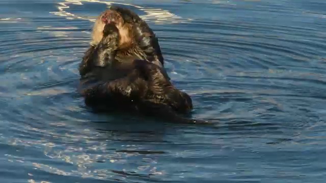 加州莫罗湾，海獭正在清理自己视频下载