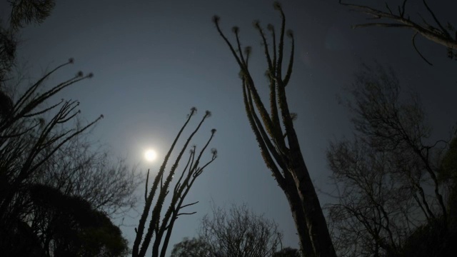 月亮在夜晚的天空中漂浮在马达加斯加的多刺森林中视频素材