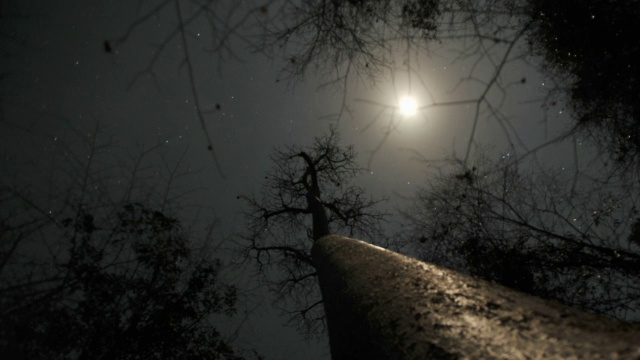 月亮和星星在夜晚的天空中漂浮在猴面包树上，马达加斯加视频素材