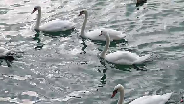 苏黎世湖的大雁视频素材