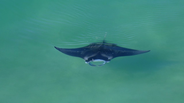 一只令人惊叹的礁蝠鲼(Manta alfredi)漂浮在瓦胡岛海岸透明的水域中。视频素材