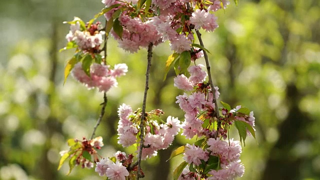 日本樱花盛开。视频素材画面2