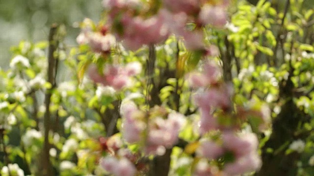 日本樱花盛开。视频素材画面3