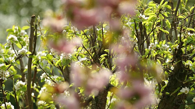 日本樱花盛开。视频素材画面4