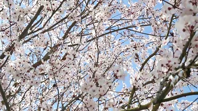 蓝色背景的春花视频素材