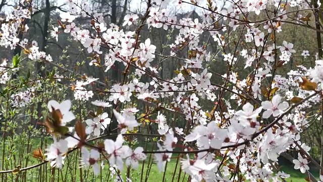 春暖花开，阳光灿烂视频素材