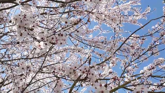 蓝色背景的春花视频素材