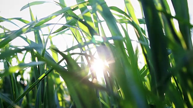 日落时的草地、草地和麦田视频素材