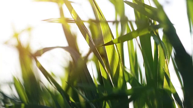 日落时的草地、草地和麦田视频素材