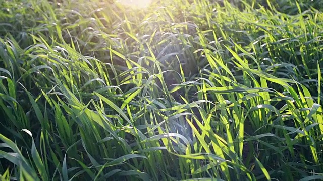 日落时的草地、草地和麦田视频素材