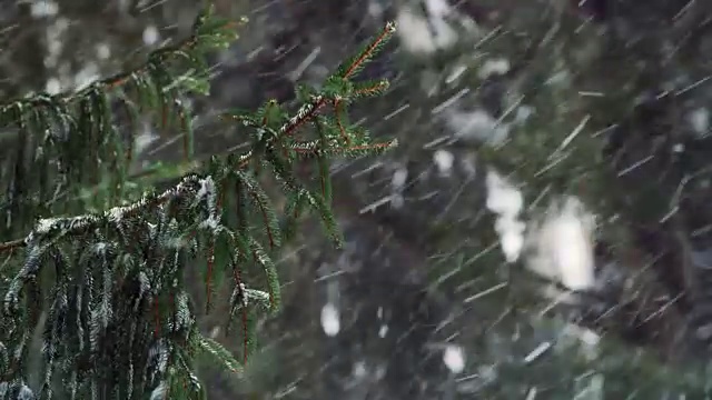 铁杉树枝和飘落的雪的慢镜头。视频素材