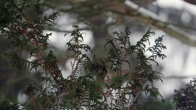 树枝和飘落的雪在缓慢的动作。视频素材