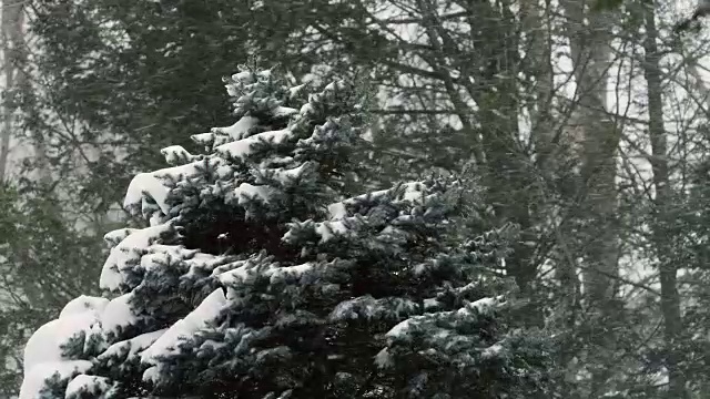 树和飘落的雪实时。视频素材