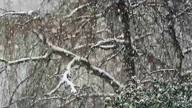 慢镜头里的大雪和树木视频素材