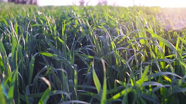 跟踪拍摄日落时的草地、草地和麦田视频素材