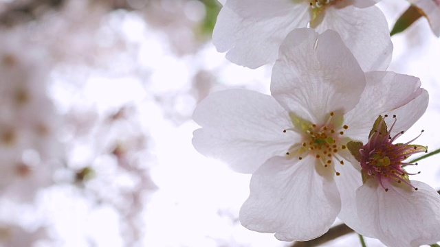 特写:樱花视频素材