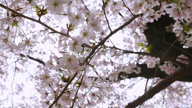 日本樱花视频素材