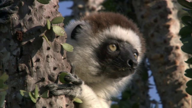 马达加斯加的狐猴(Propithecus verreauxi)在多刺的森林里四处张望视频素材