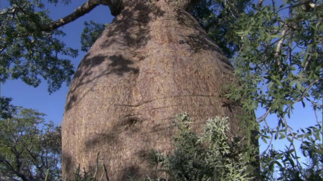 倾斜在球根树干和树枝猴面包树(Adansonia)，马达加斯加视频素材